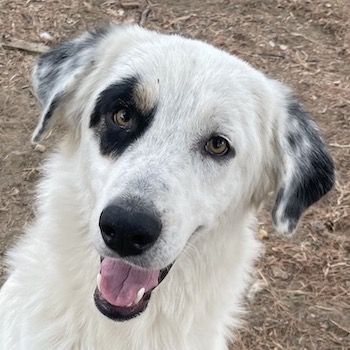 Popcorn, geb. ca. 09/2023, lebt in GRIECHENLAND, auf einem Gelände, auf dem die Hunde notdürftig ver