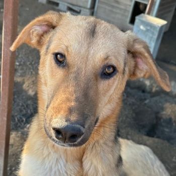 Ernesto, geb. ca. 01/2024, lebt in GRIECHENLAND, im städt. Tierheim Serres