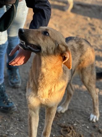 Ernesto, geb. ca. 01/2024, lebt in GRIECHENLAND, im städt. Tierheim Serres