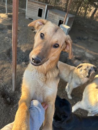 Ernesto, geb. ca. 01/2024, lebt in GRIECHENLAND, im städt. Tierheim Serres