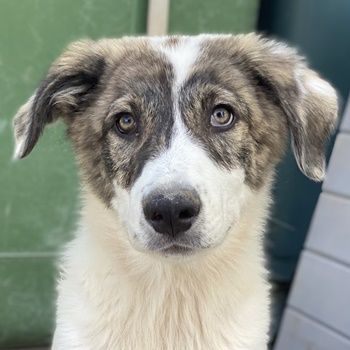 Amin, geb. ca. 02/2024, lebt in GRIECHENLAND, im städt. Tierheim Serres