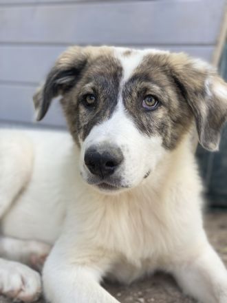 Amin, geb. ca. 02/2024, lebt in GRIECHENLAND, im städt. Tierheim Serres