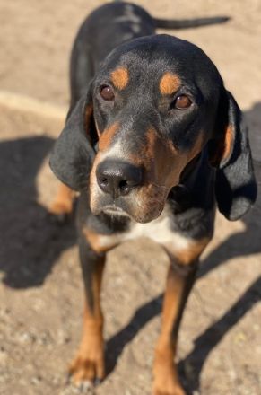 Joker, geb. ca. 11/2021, lebt in GRIECHENLAND, im städt. Tierheim Serres