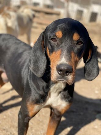 Joker, geb. ca. 11/2021, lebt in GRIECHENLAND, im städt. Tierheim Serres