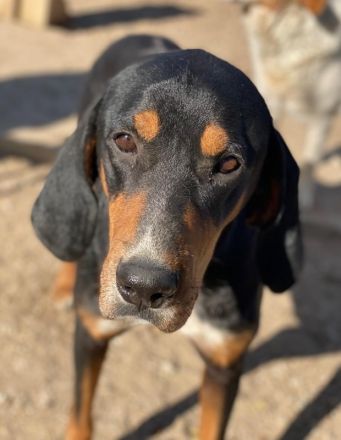 Joker, geb. ca. 11/2021, lebt in GRIECHENLAND, im städt. Tierheim Serres