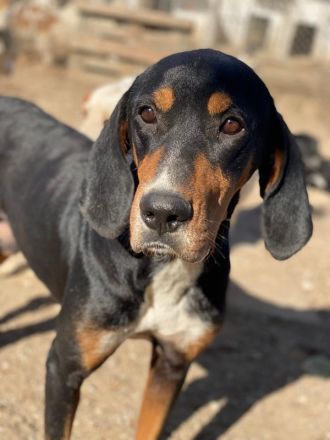 Joker, geb. ca. 11/2021, lebt in GRIECHENLAND, im städt. Tierheim Serres