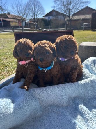 Toy Pudel Welpen, Asia Toy Pudel Welpen