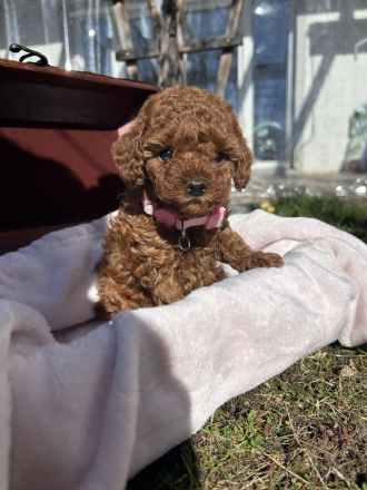 Toy Pudel Welpen, Asia Toy Pudel Welpen