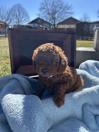 Toy Pudel Welpen, Asia Toy Pudel Welpen