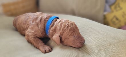 Königspudel/Großpudel