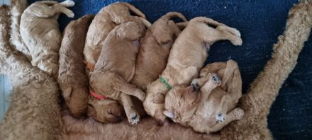 Königspudel/Großpudel