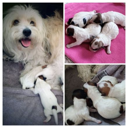 Coton de Tulear Welpen