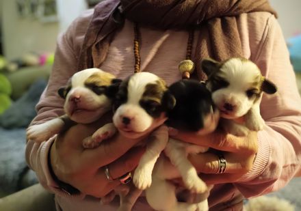 Coton de Tulear Welpen
