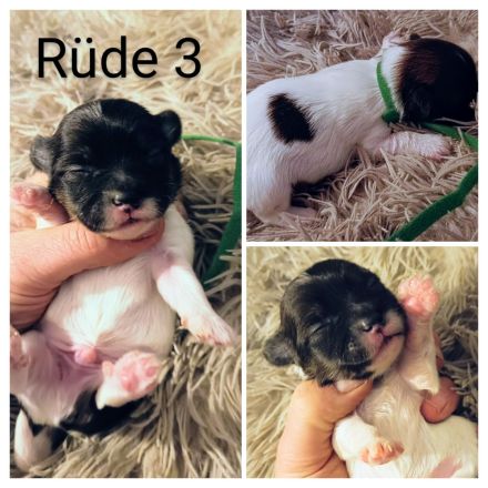 Coton de Tulear Welpen