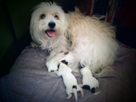 Coton de Tulear Welpen