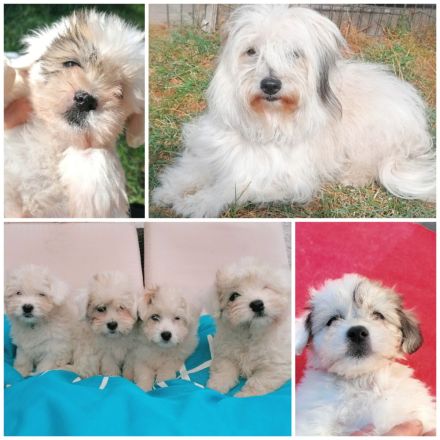 Coton de Tulear Welpen