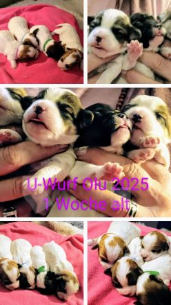 Coton de Tulear Welpen