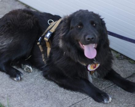 Für-Immer-Zuhause für Einzelprinzessin Arya gesucht.