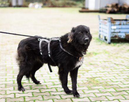 Für-Immer-Zuhause für Einzelprinzessin Arya gesucht.