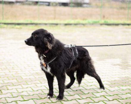 Für-Immer-Zuhause für Einzelprinzessin Arya gesucht.