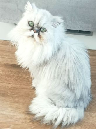 Perserkater Kater Perserkatze Perser zu verschenken