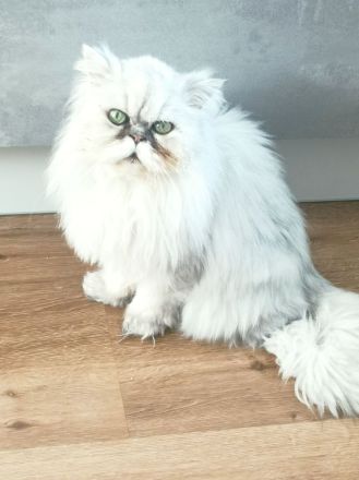 Perserkater Kater Perserkatze Perser zu verschenken