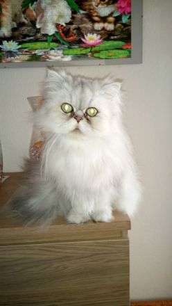 Perserkater Kater Perserkatze Perser zu verschenken