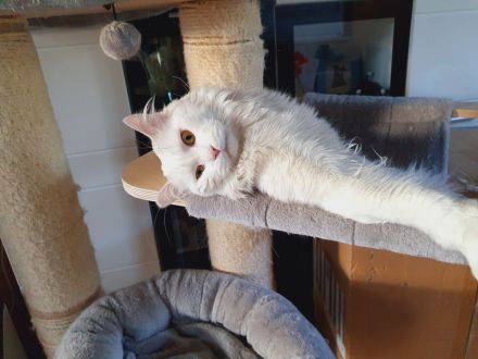 Erfahrener Reinrassiger Maine Coon Deckkater Illidan