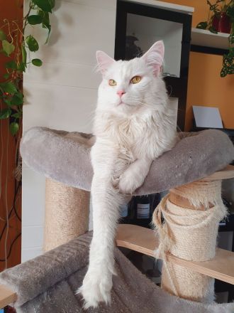 Erfahrener Reinrassiger Maine Coon Deckkater Illidan