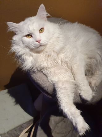 Erfahrener Reinrassiger Maine Coon Deckkater Illidan