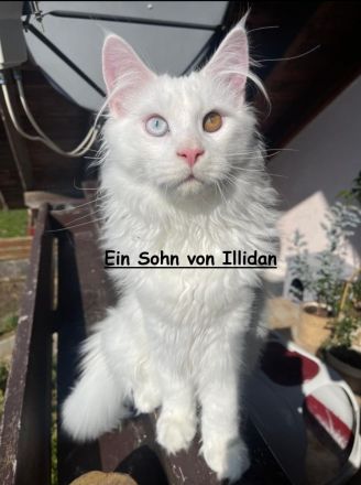 Erfahrener Reinrassiger Maine Coon Deckkater Illidan