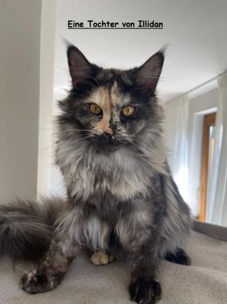 Erfahrener Reinrassiger Maine Coon Deckkater Illidan