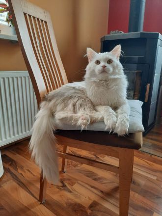 Erfahrener Reinrassiger Maine Coon Deckkater Illidan