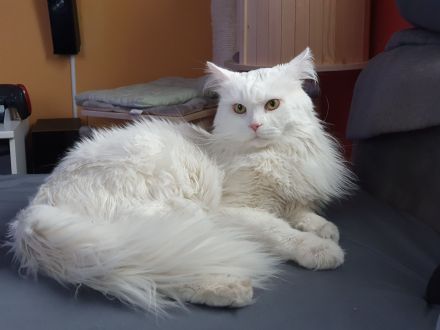 Erfahrener Reinrassiger Maine Coon Deckkater Illidan