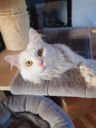 Erfahrener Reinrassiger Maine Coon Deckkater Illidan