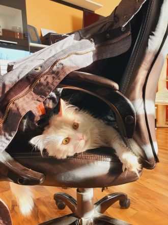 Erfahrener Reinrassiger Maine Coon Deckkater Illidan