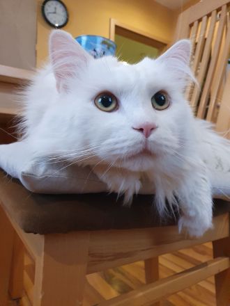 Erfahrener Reinrassiger Maine Coon Deckkater Illidan