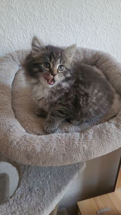 Maine Coon Kitten