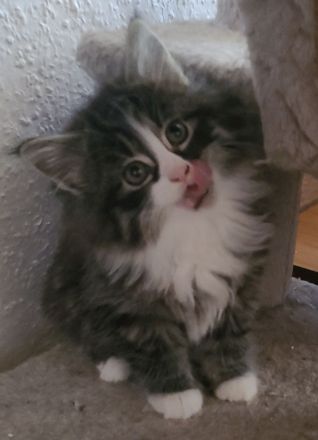 Maine Coon Kitten