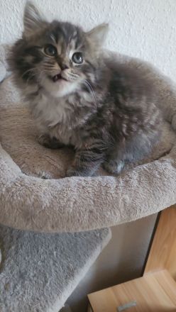 Maine Coon Kitten
