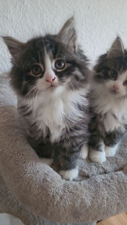 Maine Coon Kitten