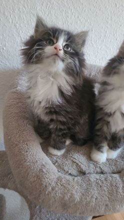 Maine Coon Kitten
