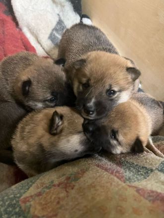 Süsse Reinrassige shiba inu welpen