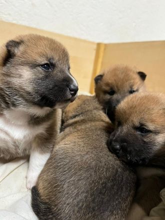 Süsse Reinrassige shiba inu welpen