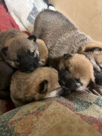 Süsse Reinrassige shiba inu welpen