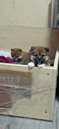 Super süsse  shiba inu welpen