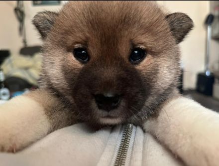 Super süsse  shiba inu welpen