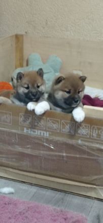Super süsse  shiba inu welpen