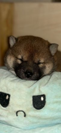 Super süsse  shiba inu welpen