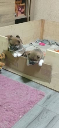 Super süsse  shiba inu welpen